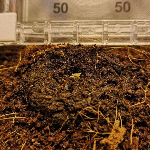Aurora💚 growlog photo: 12:43
