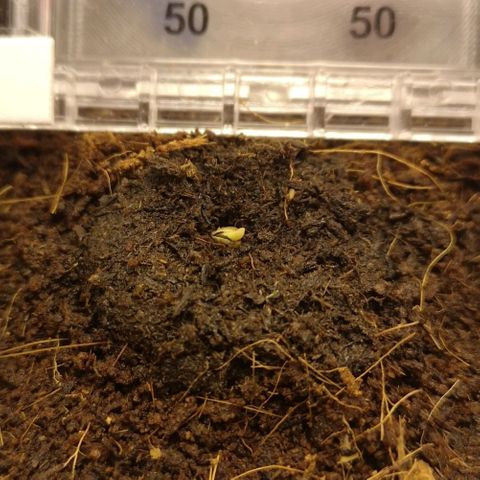 Aurora💚 growlog photo: 7:27