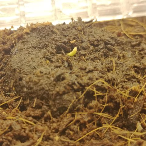 Aurora💚 growlog photo: 16:38
