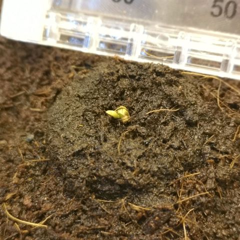 Aurora💚 growlog photo: 8:35