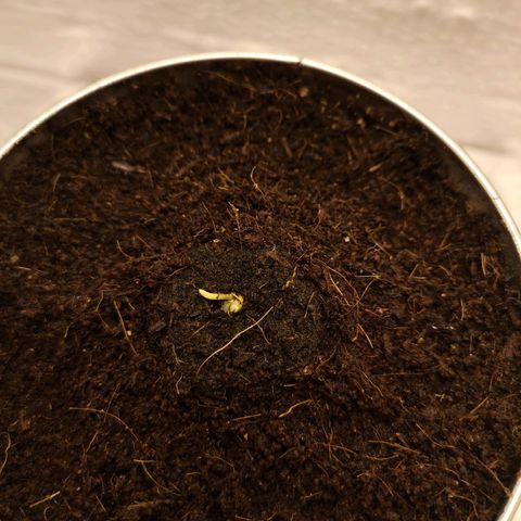 Aurora💚 growlog photo: 17:27
