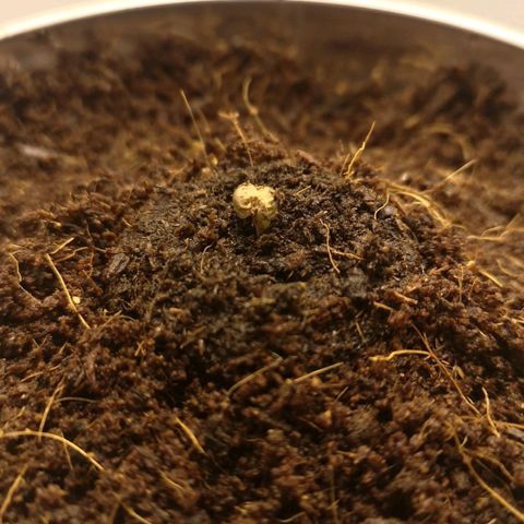 Aurora💚 growlog photo: 19:48