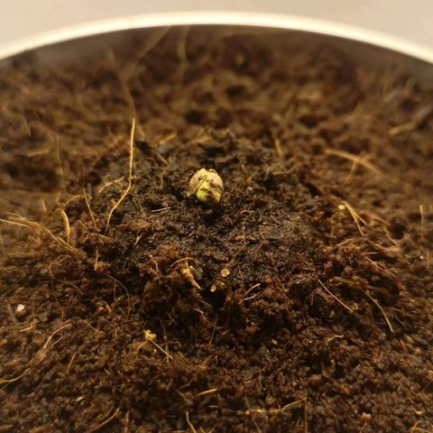 Aurora💚 growlog photo: 19:48