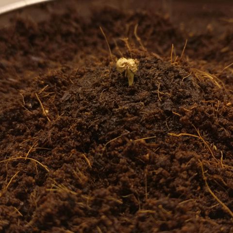 Aurora💚 growlog photo: 23:20