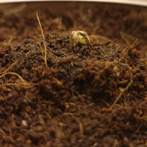 Aurora💚 growlog photo: 23:20