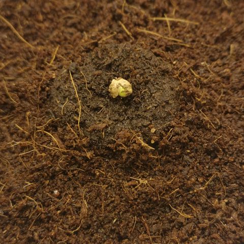 Aurora💚 growlog photo: 23:20