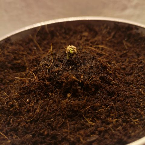 Aurora💚 growlog photo: 08:00