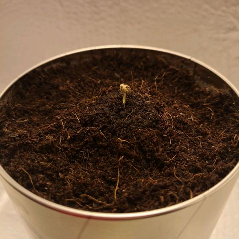 Aurora💚 growlog photo: 08:00