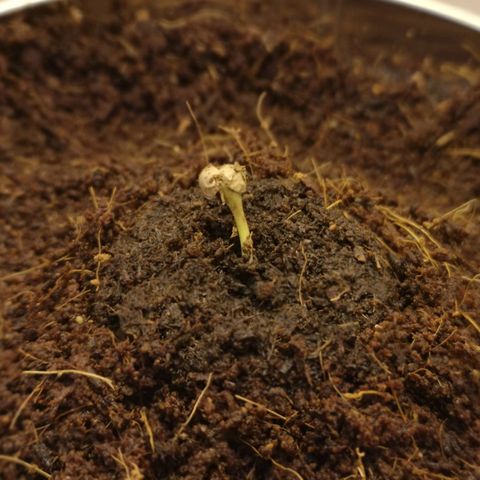 Aurora💚 growlog photo: 11:48