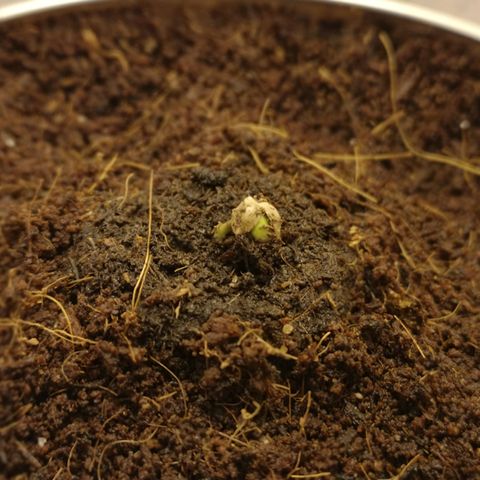 Aurora💚 growlog photo: 11:48