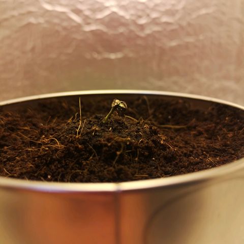 Aurora💚 growlog photo: 19:20