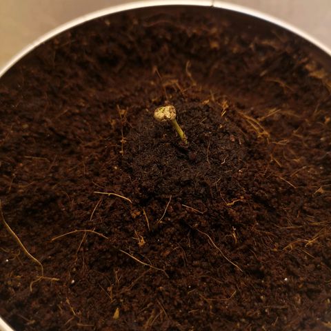 Aurora💚 growlog photo: 19:20