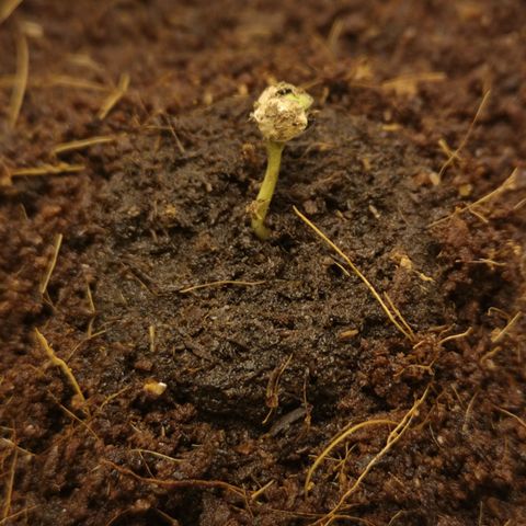 Aurora💚 growlog photo: 23:10