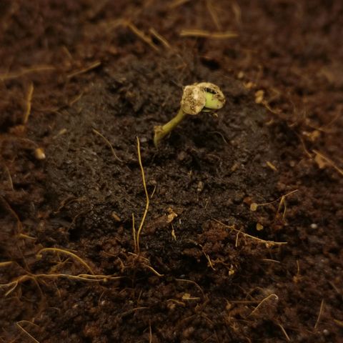 Aurora💚 growlog timeline photo