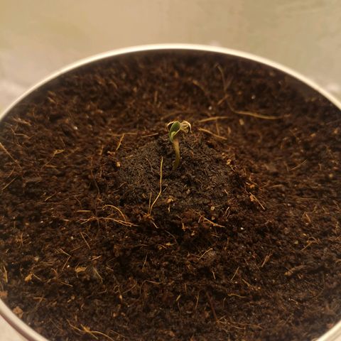 Aurora💚 growlog photo: 08:12
