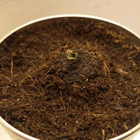 Aurora💚 growlog photo: 12:04
