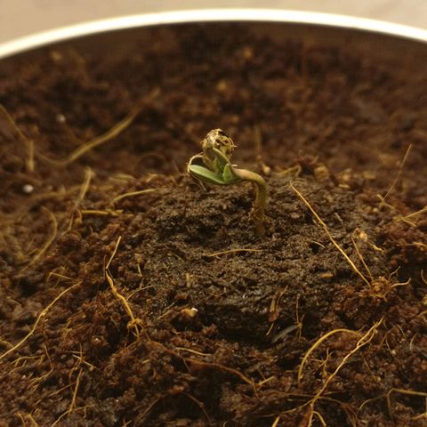 Aurora💚 growlog photo: 12:05