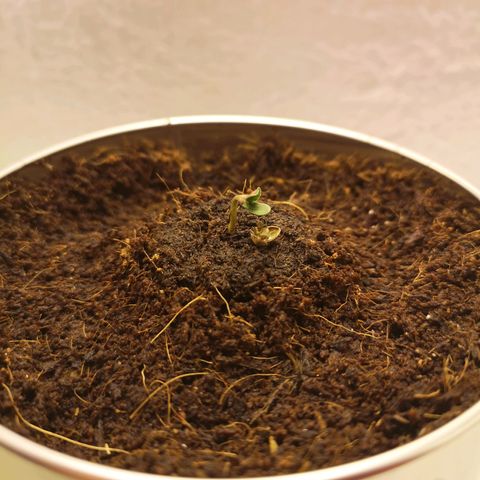 Aurora💚 growlog photo: 14:23