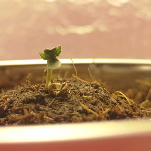 Aurora💚 growlog photo: 17:37