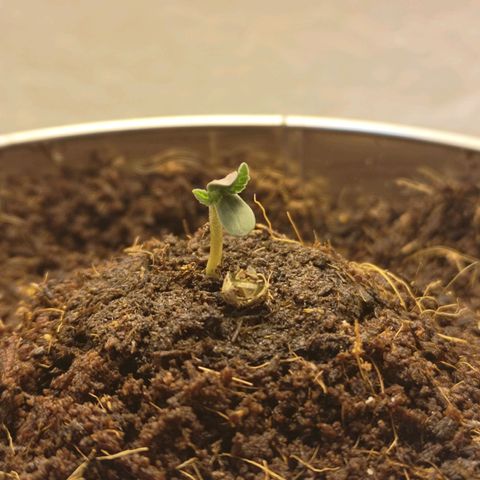 Aurora💚 growlog photo: 20:01