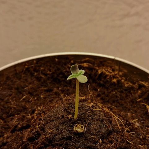 Aurora💚 growlog photo: 09:14