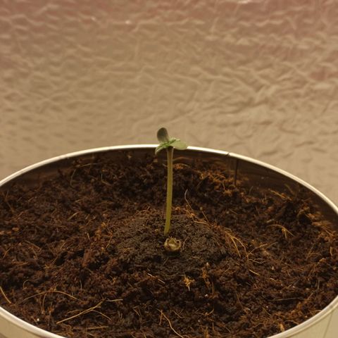 Aurora💚 growlog photo: 12:33