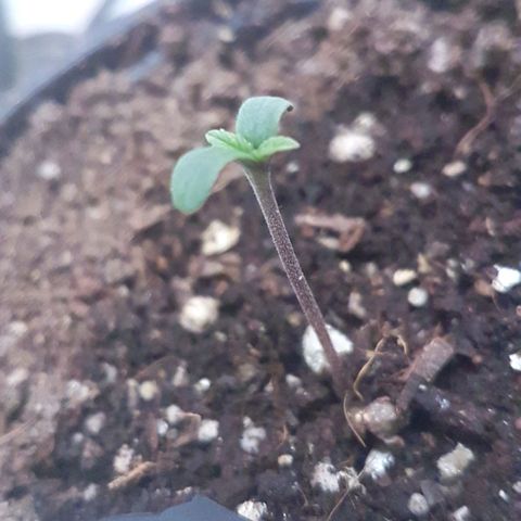 Bubblegum #3 growlog photo: Popped open today.