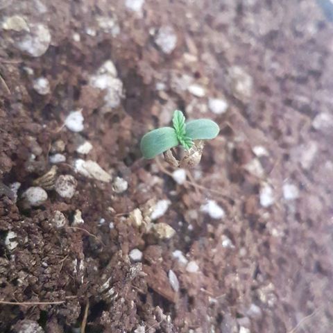 Bubblegum #3 growlog photo: Popped open today.