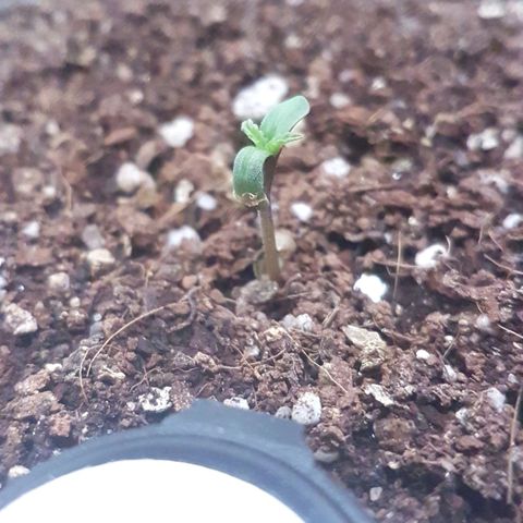Bubblegum #3 growlog photo: Popped open today.