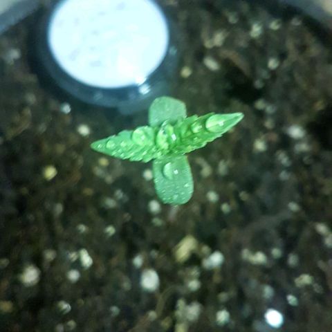 Bubblegum #3 growlog timeline photo