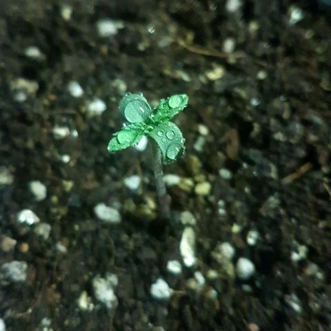 Bubblegum #3 growlog timeline photo
