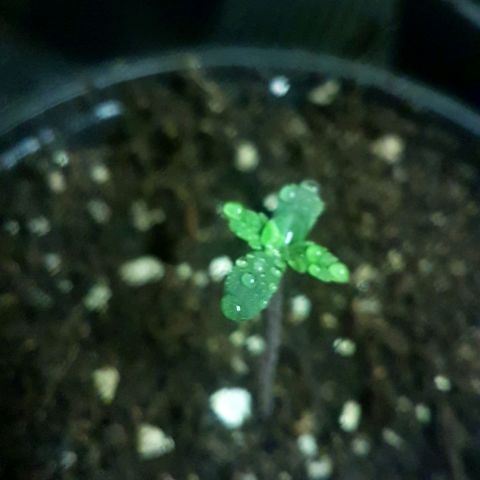 Bubblegum #3 growlog timeline photo