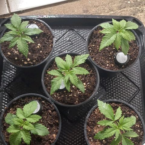 Bubblegum #3 growlog timeline photo