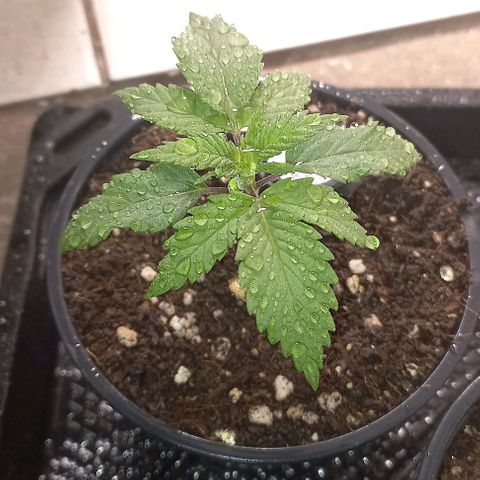 Bubblegum #3 growlog timeline photo