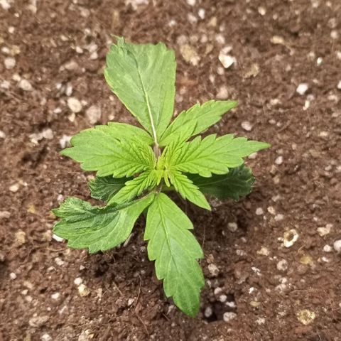 Jack Herer Auto growlog timeline photo