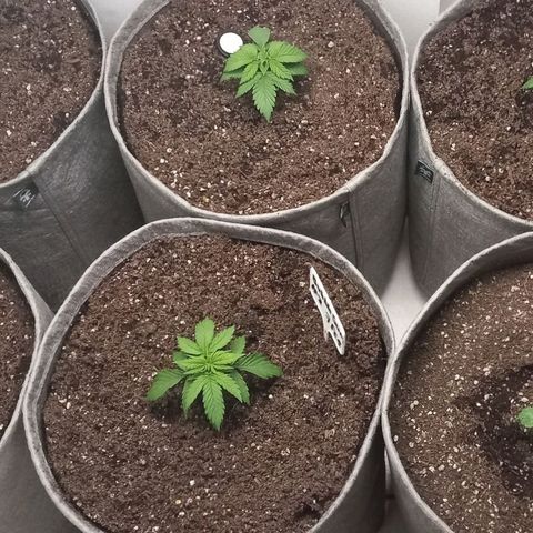 Bubblegum #3 growlog photo: Transplanted
