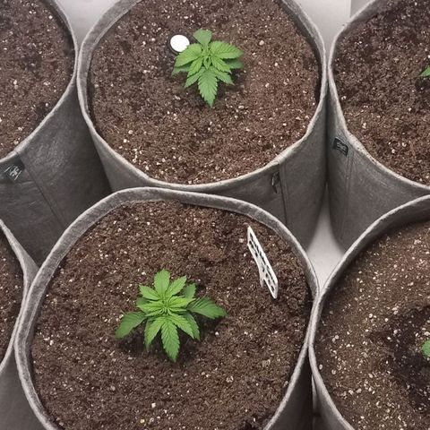 Bubblegum #3 growlog photo: Transplanted