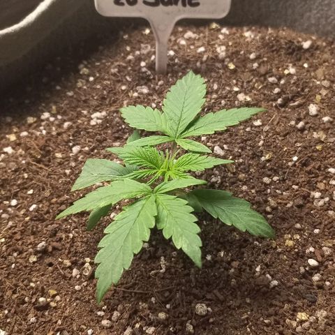 Jack Herer Auto growlog timeline photo
