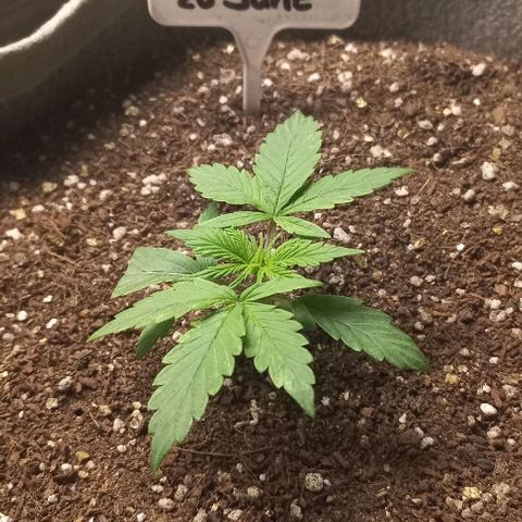 Jack Herer Auto growlog timeline photo