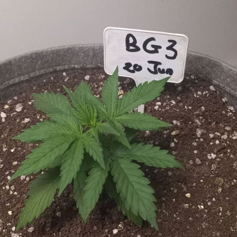 Bubblegum #3 growlog timeline photo