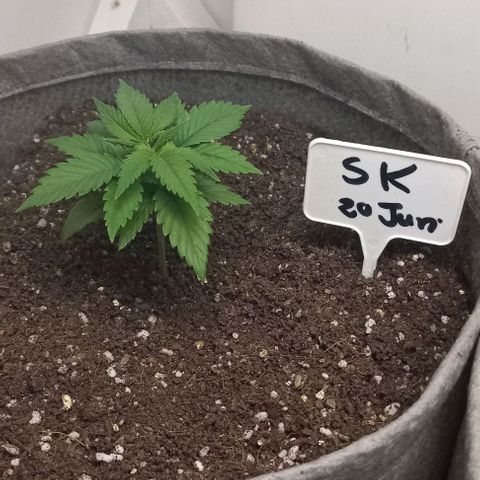 SKUNK 99 growlog timeline photo