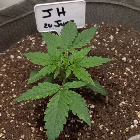Jack Herer Auto growlog timeline photo
