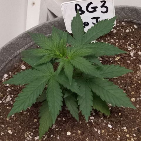 Bubblegum #3 growlog timeline photo
