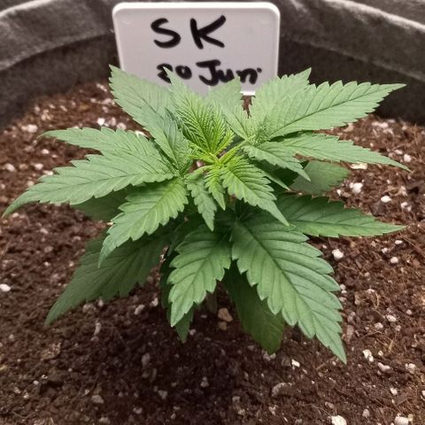 SKUNK 99 growlog timeline photo
