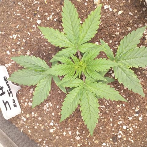 Jack Herer Auto growlog timeline photo