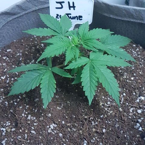 Jack Herer Auto growlog timeline photo