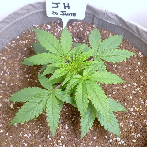 Jack Herer Auto growlog timeline photo