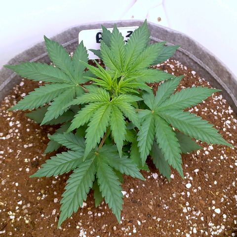 Bubblegum #3 growlog timeline photo