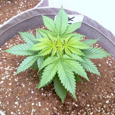 SKUNK 99 growlog timeline photo