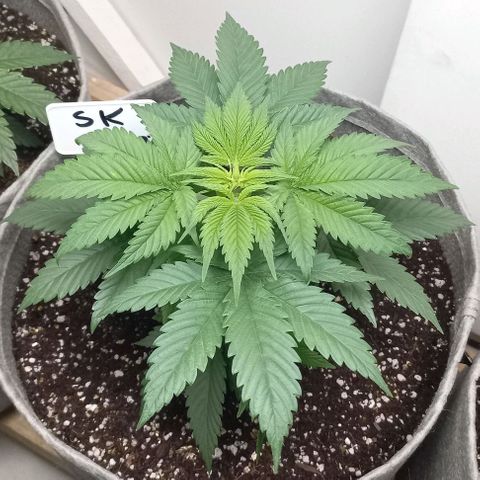SKUNK 99 growlog timeline photo